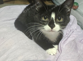 Kitten