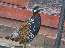 black francolin teetar