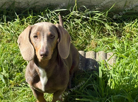 Mini Dachshund for sale