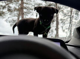 Tiny tiny male pup looking for new home