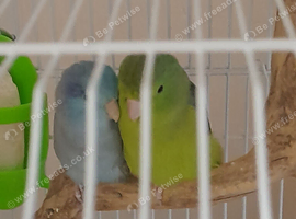 Spectacled female parrotlet with blue male