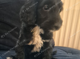 Fully vaccinated mini irish doodle puppy ready for rehoming