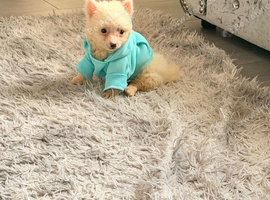 Pomerania puppy for sell