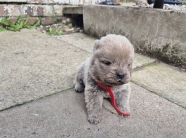 KC CHOW CHOW PUPPIES