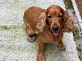 Cocker spaniel girl looking for new home