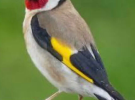 After a goldfinch cock Orpington