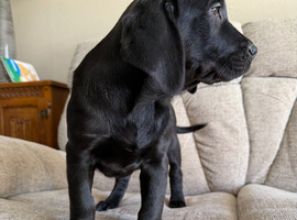 Healthy big boned Beautiful puppies for sale