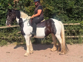 Irish Draught horse 6yo
