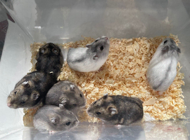 Pure bred baby Winter White Russian hamsters