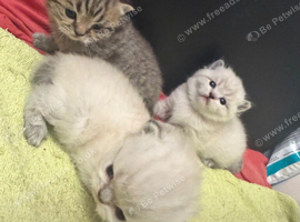 Chinchilla/british shorthair boys kittens