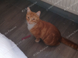 Ginger and white male cat