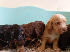 F1 cockapoo