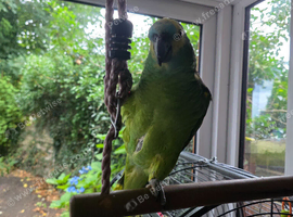 Beautiful Amazon Blue-Fronted Parrot &ndash; Ready for a Loving New Home