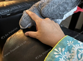 African Grey