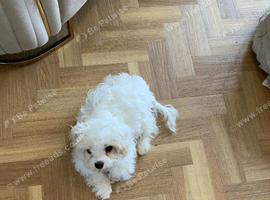 White male with brown mix ears