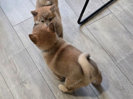 Gorgeous Shibas