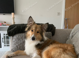 7 month old puppy