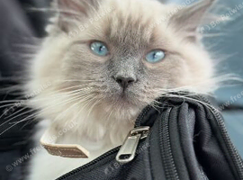 Male Ragdoll