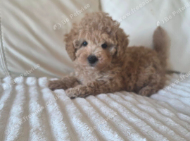 Toy poodle