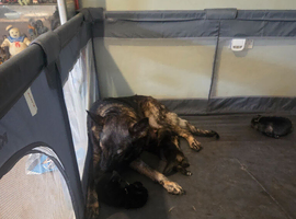 German shepherd puppies for sale
