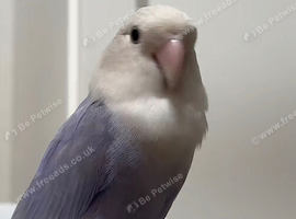 Beautiful blue Latino love bird