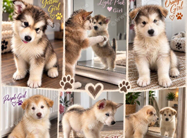 Pedigree pure Malamute Puppies