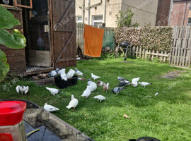 Racers high flyers Serbian pigeons sale