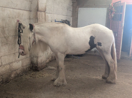 Loveable 14hh Allrounder Cob