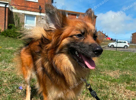 18 month female pomchi