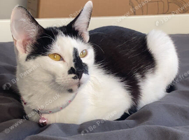 Cat needing a new home