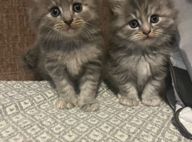 British Long hair X Ragdoll