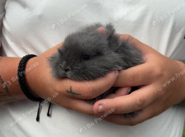 Lion head lops
