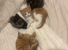 Half ragdoll kittens ready now