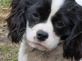 7mths old black and white