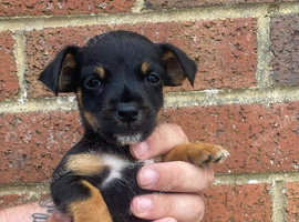 Jack Russell puppies