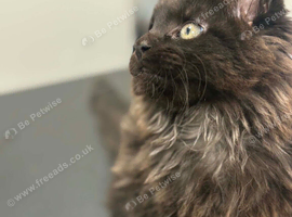 Tica registered black smoked male Maine coons