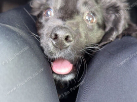 Cocker spaniel Male