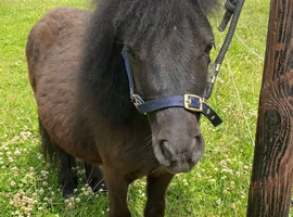 Perfect Therapy/Companion Mini Shetland For Sale