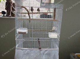 Zebra x2 finch and Cage