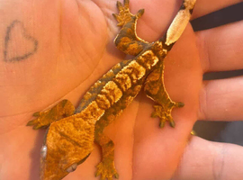 Baby Crested Geckos for sale!!