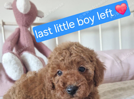 Red Toy Poodle Puppies
