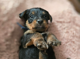 Yorkshire Terrier pups ready 24th June