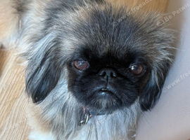 Adorable sleeve pekingnese sable black mask female 2 years