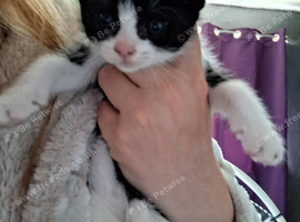 Female Black and white kitten