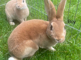 Ready to leave-Pure bred mini Rex
