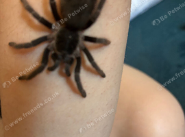 Brazilian Red tarantula