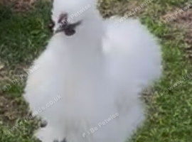 Three Silkie cockerels free to&nbsp;good homes