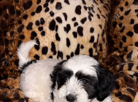 3 beautiful puppies
