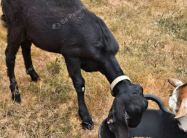 Jet Black Pedigree Anglo Nubian Nanny Kid
