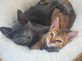 2 Beautiful Kittens PLUS everything you need
